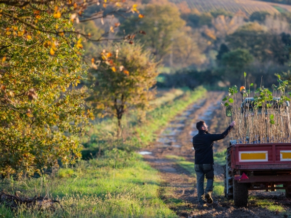 Crisi della Nocciola: Rincari del 40% per i Gianduiotti, un Natale Salatissimo in Vista