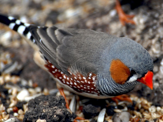 Il Canto degli Uccelli all'Alba: Un Fenomeno Naturale Complesso e Affascinante

Approfondimento
Il canto degli uccelli all'alba è un fenomeno naturale che si verifica in tutto il mondo, caratterizzato da una serie di motivi, tra cui la necessità di esercitarsi dopo una notte di inattività, la comunicazione con altri uccelli, la difesa del territorio e l'attrazione di un partner. Secondo gli esperti, il canto all'alba è particolarmente importante, poiché è il momento in cui gli uccelli sono più attivi e più visibili.

Possibili Conseguenze
Il canto degli uccelli all'alba può avere conseguenze positive e negative. Tra le conseguenze positive, c'è la possibilità di comunicare con altri uccelli e di difendere il territorio. Tuttavia, il canto all'alba può anche essere un segnale di allarme per gli uccelli, che possono essere più vulnerabili ai predatori durante questo periodo.

Opinione
Secondo alcuni esperti, il canto degli uccelli all'alba è un fenomeno naturale che non dovrebbe essere disturbato. Gli uccelli hanno bisogno di cantare per comunicare e per sopravvivere, e il canto all'alba è un momento importante per loro.

Analisi Critica dei Fatti
Il canto degli uccelli all'alba è un fenomeno complesso che richiede un'analisi critica. Gli esperti devono considerare i diversi motivi per cui gli uccelli cantano all'alba, tra cui la comunicazione, la difesa del territorio e l'attrazione di un partner.

Relazioni con altri fatti
Il canto degli uccelli all'alba è collegato ad altri fenomeni naturali, come la migrazione degli uccelli e la riproduzione. Gli uccelli che cantano all'alba possono essere più propensi a migrare o a riprodursi, poiché il canto è un segnale di salute e di vitalità.

Contesto storico
Il canto degli uccelli all'alba è un fenomeno che è stato osservato e studiato per secoli. Gli antichi greci e romani credevano che il canto degli uccelli all'alba fosse un segno di buon auspicio, mentre gli scienziati moderni hanno scoperto che il canto è un comportamento complesso che richiede un'analisi critica.

Fonti
La fonte di questo articolo è il Corriere della Sera, un quotidiano italiano che pubblica notizie e articoli su argomenti di attualità. L'articolo originale può essere trovato al seguente link: https://www.corriere.it/