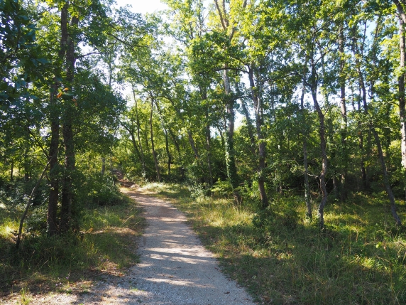 Bosco Selva, l'oasi verdedi querce e farfalle raretra i trulli di Alberobello