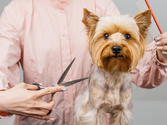 I Cani di Piccola Taglia Non Sono Giocattoli: Come Evitare lo Stress e l'Aggressività con un Approccio Rispettoso e Consapevole