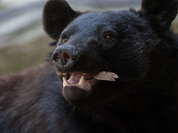 Crisi degli orsi in Giappone: dodici vittime da aprile e intervento dell'esercito per garantire la sicurezza pubblica