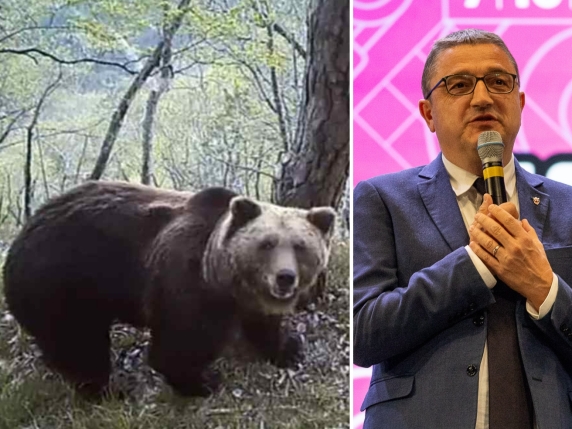 Abbattimento dell'orso M90: indagini e critiche sulla gestione della fauna selvatica