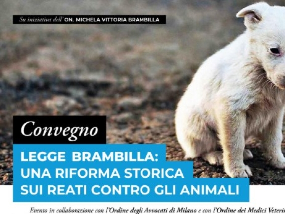 Riforma storica contro gli abusi sugli animali: il Parlamento italiano approva pene più severe per i maltrattamenti