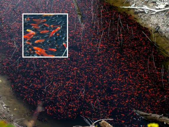 Invasione di pesci rossi nel lago di Loppio: un problema per l'ecosistema