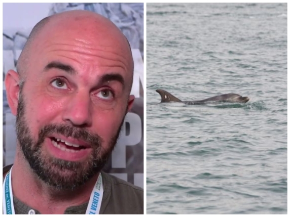 Delfino di San Marco rimane in pericolo: traffico nautico e solitudine minacciano la sua permanenza