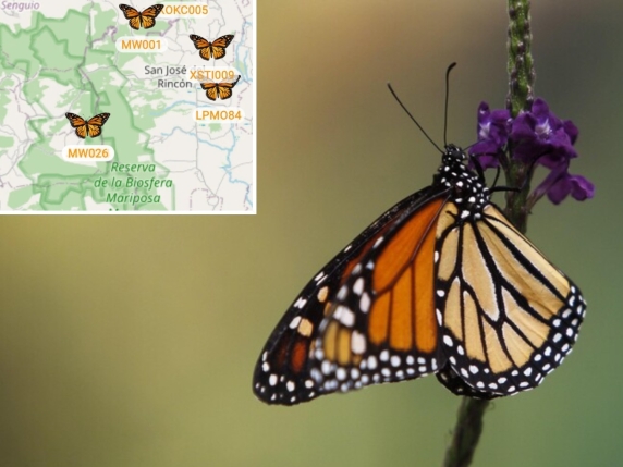 Tracciamento GPS delle farfalle monarca: la prima volta che si conoscono rotte e tempi di migrazione dall'USA al Messico