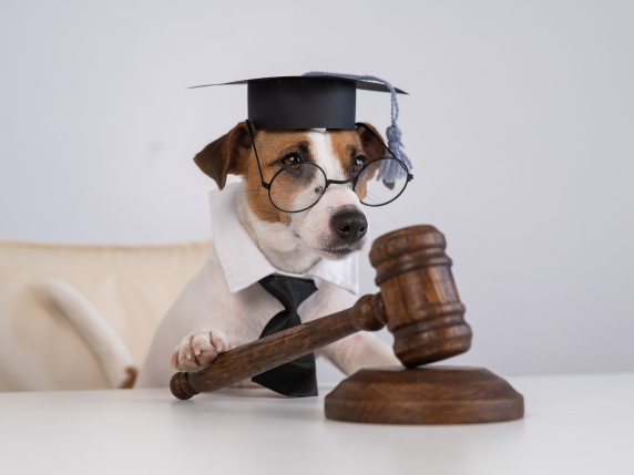 Gli animali, il diritto civile e noi