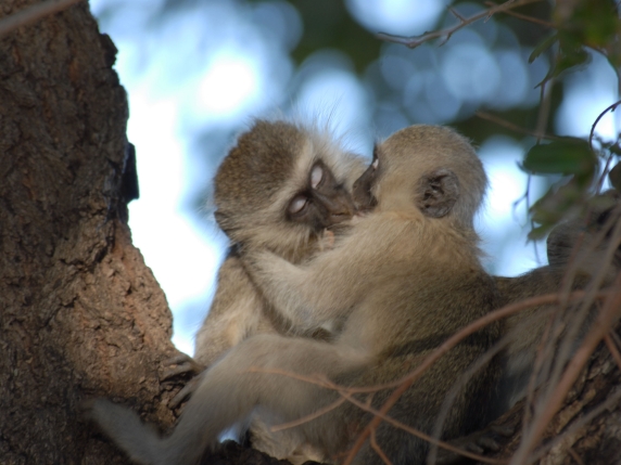 Il primo bacio risale a 21 milioni di anni fa: un gesto evolutivo condiviso da molte specie
