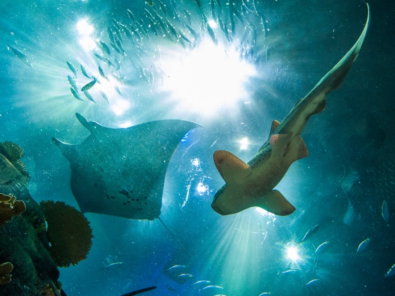 Declino costante di squali e razze: cause e conseguenze