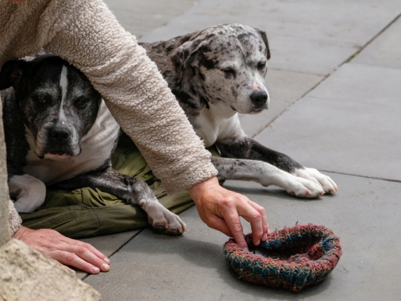 Trento elimina norma che impediva la confisca di animali in presenza di relazione stabile con i mendicanti