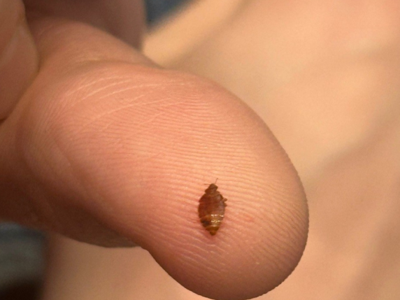 Parigi: la Cinémathèque chiusa per allerta cimici dei letti