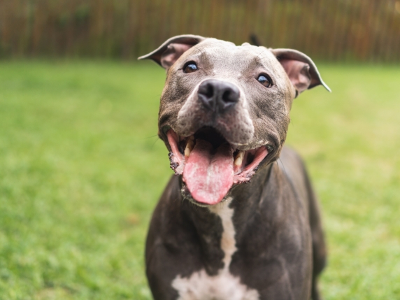 Ceccano, pitbull di famiglia aggredisce bimba di 2 anni. Il padre la salva uccidendo il cane a coltellate