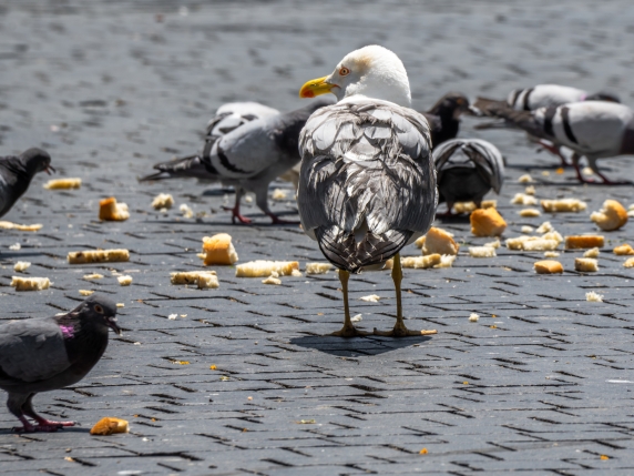 Influenza aviaria: casi quadruplicati negli uccelli in autunno in Europa. L'allarme dell'Ecdc