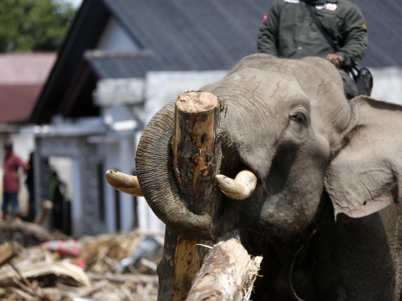 Indonesia, elefanti al lavoro per rimuovere i detriti dopo le inondazioni