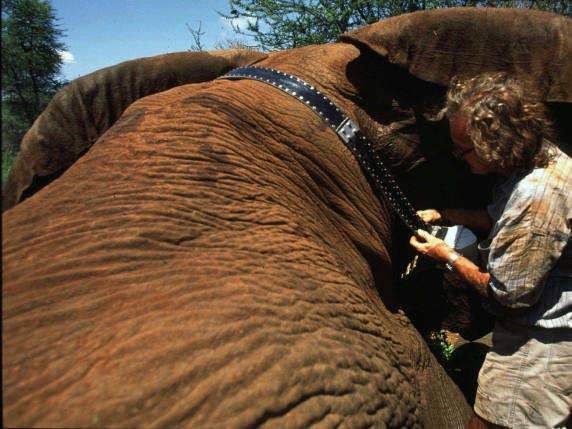Morto Ian Douglas-Hamilton, il protettore degli elefanti in Africa: aveva 83 anni
