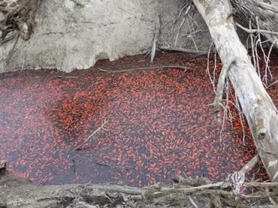 Trentino: migliaia di pesci rossi intrappolati nel Lago di Loppio, situazione ancora in analisi