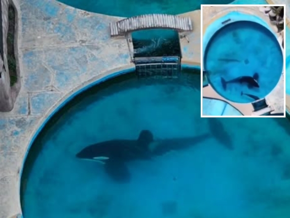 Morte di Kshamenk, l'orca più sola al mondo, dopo 33 anni in una vasca minuscola