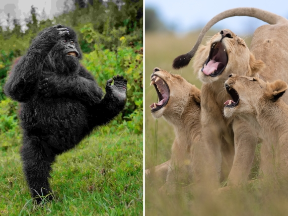 Gorilla, leoni e volpi in pose umane: curiosità animali