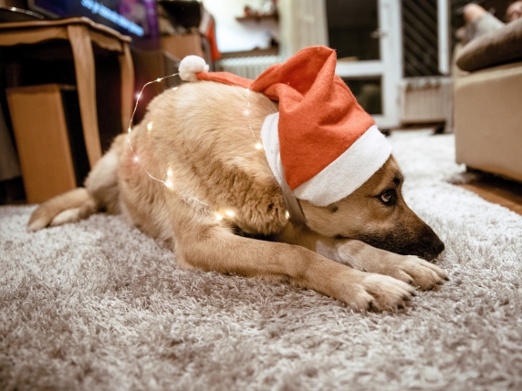 Wwf e Enpa: «No a fuochi artificiali, spaventano e uccidono gli animali. Le alternative ci sono»