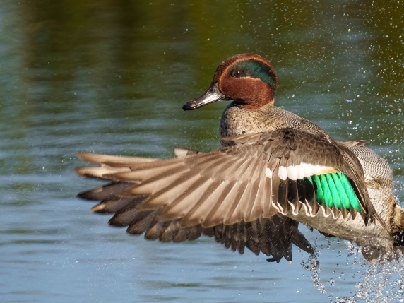 Cacciatore denunciato per aver ucciso 30 alzavole il giorno di Natale, superando il limite legale e usando munizioni vietate