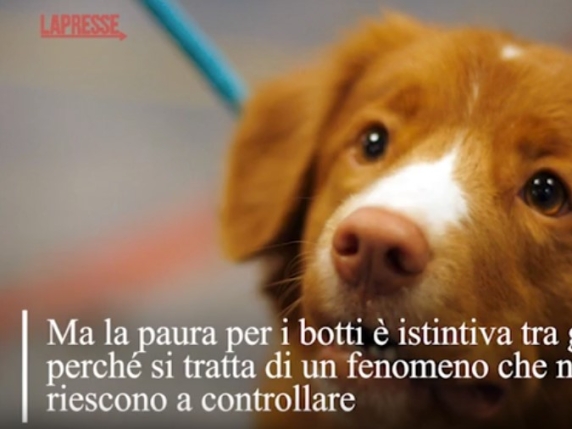 Come calmare il cane durante i fuochi d'artificio di Capodanno