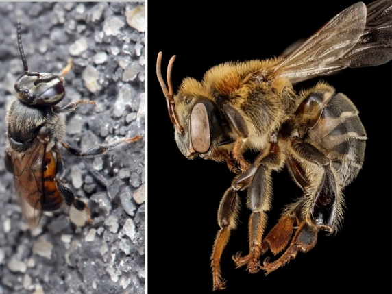 Le api senza pungiglione dell’Amazzonia diventano i primi insetti a godere di diritti legali