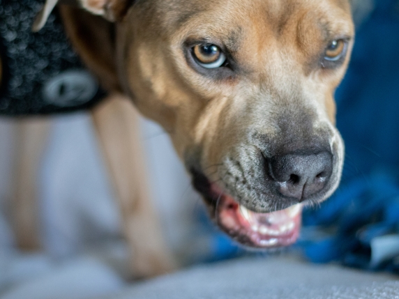 Il suo pitbull aggredì e uccise una donna, lei è stata condannata. Cosa dice la legge sulla responsabilità di chi detiene cani