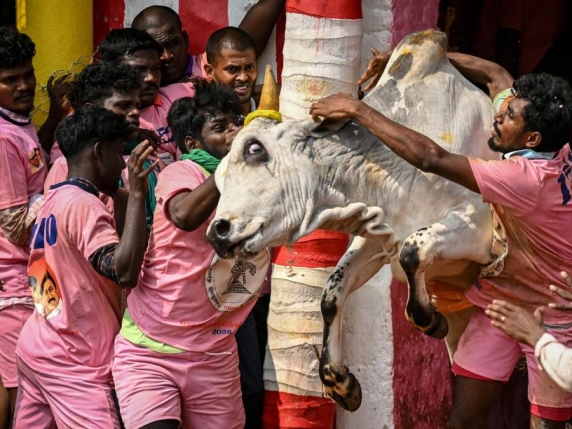 C'è una corrida che uccide più di quella spagnola. Sfidare la morte con il «jallikattu», il corpo a corpo con il toro