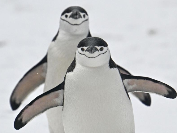 La stagione dell'amore viene e va. Anche per i pinguini. Il clima più caldo allunga il loro periodo riproduttivo