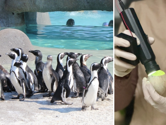 Arrivano nuovi pinguini africani a Torino, la più grande colonia europea.