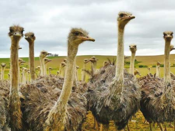 Scuola, i genitori e la sindrome dello struzzo. Quando non vogliono sapere le abitudini dei figli Scuola, i genitori e la sindrome dello struzzo. Quando non vogliono sapere le abitudini dei figli