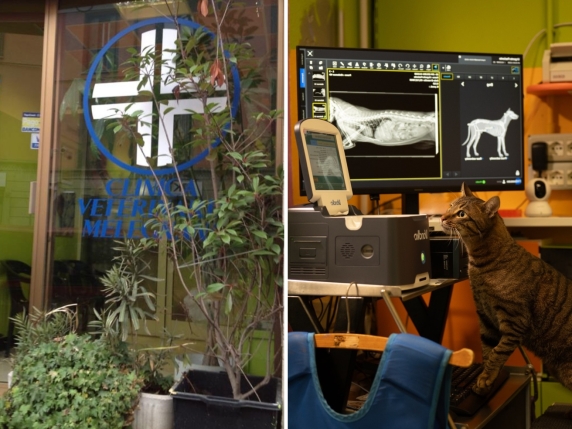 Chiusa la clinica veterinaria che salvava gatti in Italia: rischio di mortalità