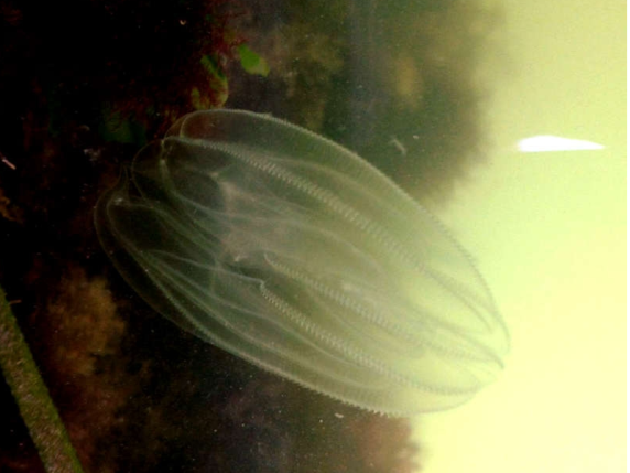 Cosa è la Noce di mare, l’invasore della laguna di Venezia che ora fa paura: «È peggio del granchio blu»