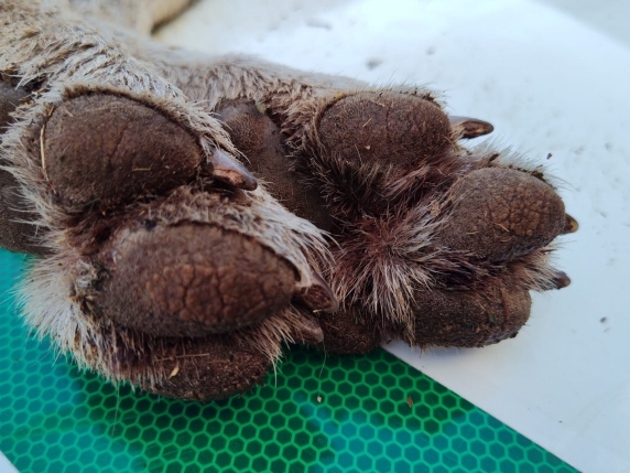 Lupo trovato morto: autopsia per scoprire le cause