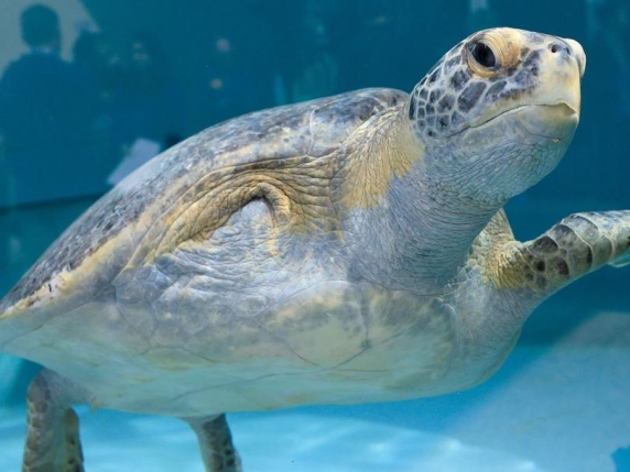 Porkchop, la tartaruga verde che continua a nuotare dopo aver perso una pinna