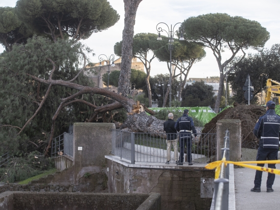 Via dei Fori Imperiali riaperta dopo l'abbattimento di 12 pini. Le associazioni: «Nuovo caso Mausoleo, il mondo ci guarda» 