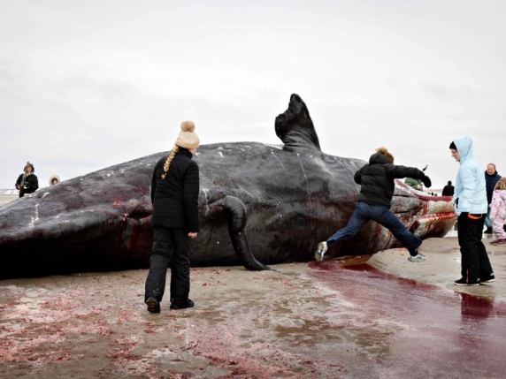 Danimarca, i bambini giocano con la carcassa della balena spiaggiata. Le autorità: effluvi pericolosi, potrebbe esplodere