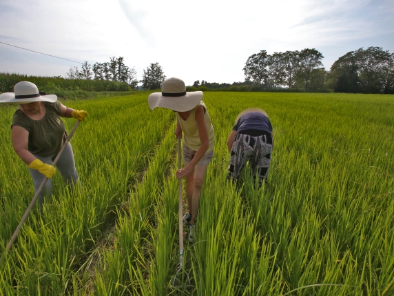 Mantova, grido d'allarme dalle risaie: "Concorrenza sleale dall'Asia". Ma i consumatori: "In un anno i prezzi erano raddoppiati"