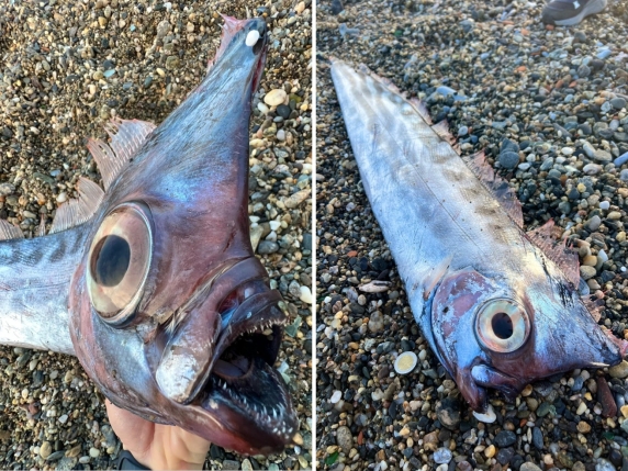 Una creatura quasi mitologica: ritrovato a Milazzo un rarissimo pesce liocorno. Verrà esposto al Museo del Mare