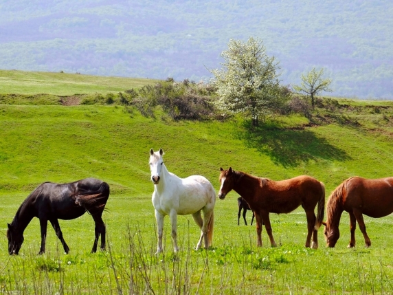 Addio carne di cavallo? La proposta di legge bipartisan che vieta la macellazione degli equini (con pene severe)