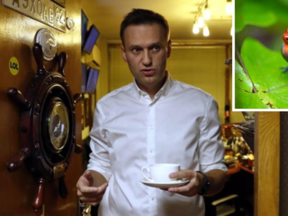 Prima il Novitchok, poi la rana freccia: così Putin ha avvelenato Navalny due volte |​La reazione di Mosca: «Soltanto illazioni»