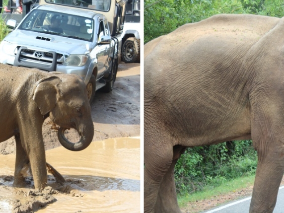 Il conflitto uomo-elefante e quella conservazione possibile e necessaria: la lezione dello Sri Lanka