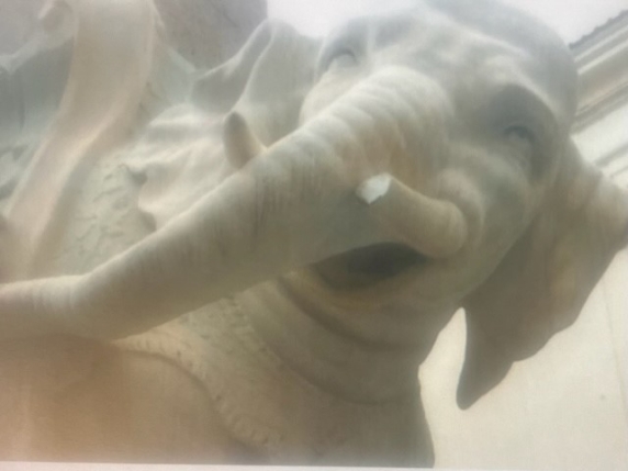 Sfregiata la statua dell'Elefantino a Roma: rotta una zanna. Caccia ai responsabili con le telecamere