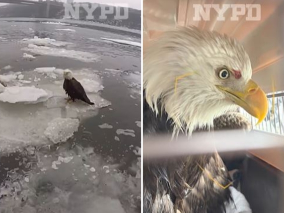 La storia dell'aquila calva ferita e salvata dalle acque ghiacciate del fiume Hudson