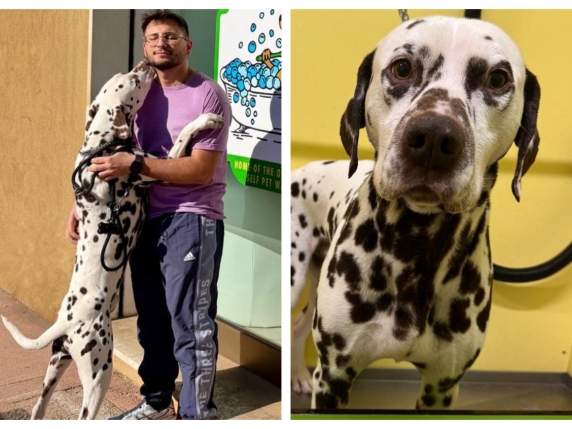 Il bus riparte senza aprirgli la porta: «Il tuo cane è troppo grande»