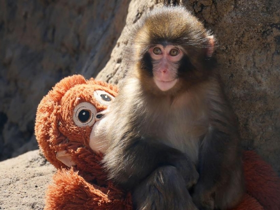 La storia di Punch: il macaco rifiutato dopo la nascita, cresce con una «mamma» di peluche