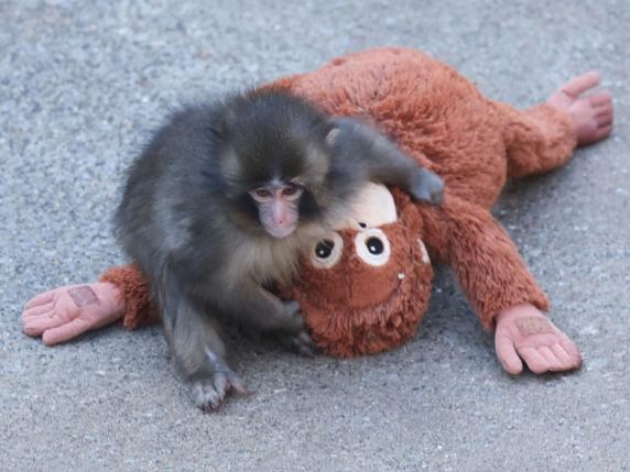 La storia del macaco Punch: rifiutato dopo la nascita, è cresciuto con una «mamma» di peluche dell'Ikea. E ora è un fenomeno social | Il video