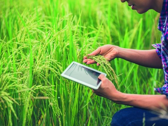 Finocchi e insalata: il giusto prezzo del bio che aiuta il Pianeta