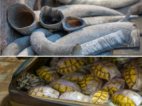 World wildlife day, sono 4mila le specie animali e vegetali oggetto di traffici illegali nel mondo