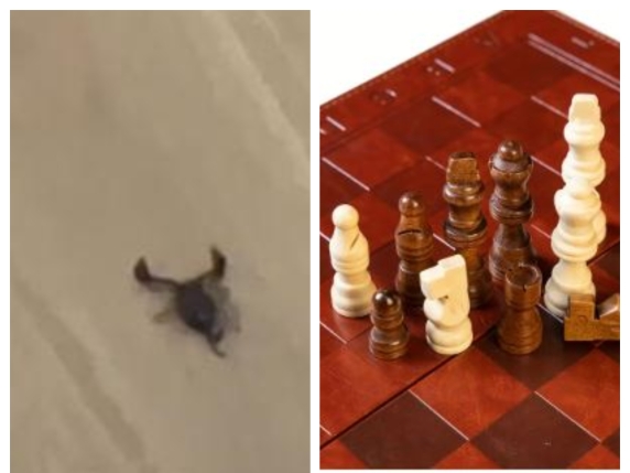 Ordina degli scacchi da Temu, nella scatola trova uno scorpione vivo: «Sono scosso: poteva pungermi»